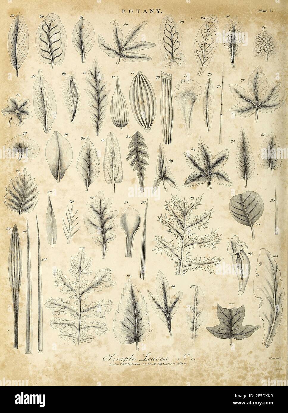 Différents types de feuilles simples gravure de Copperplate de l'Encyclopedia Londinensis or, Dictionnaire universel des arts, des sciences et de la littérature; Volume III; édité par Wilkes, Jean. Publié à Londres en 1810 Banque D'Images