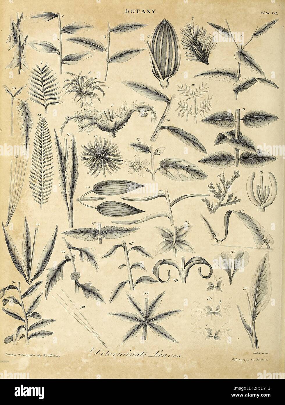 Différents types de feuilles composées gravure de Copperplate de l'Encyclopedia Londinensis or, Dictionnaire universel des arts, des sciences et de la littérature; Volume III; édité par Wilkes, Jean. Publié à Londres en 1810 Banque D'Images
