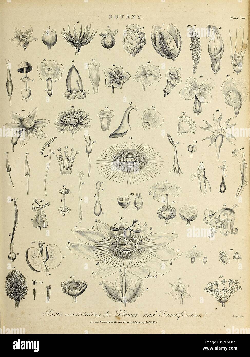 Différents types de troncs gravure de Copperplate de l'Encyclopedia Londinensis or, Dictionnaire universel des arts, des sciences et de la littérature; Volume III; édité par Wilkes, Jean. Publié à Londres en 1810 Banque D'Images