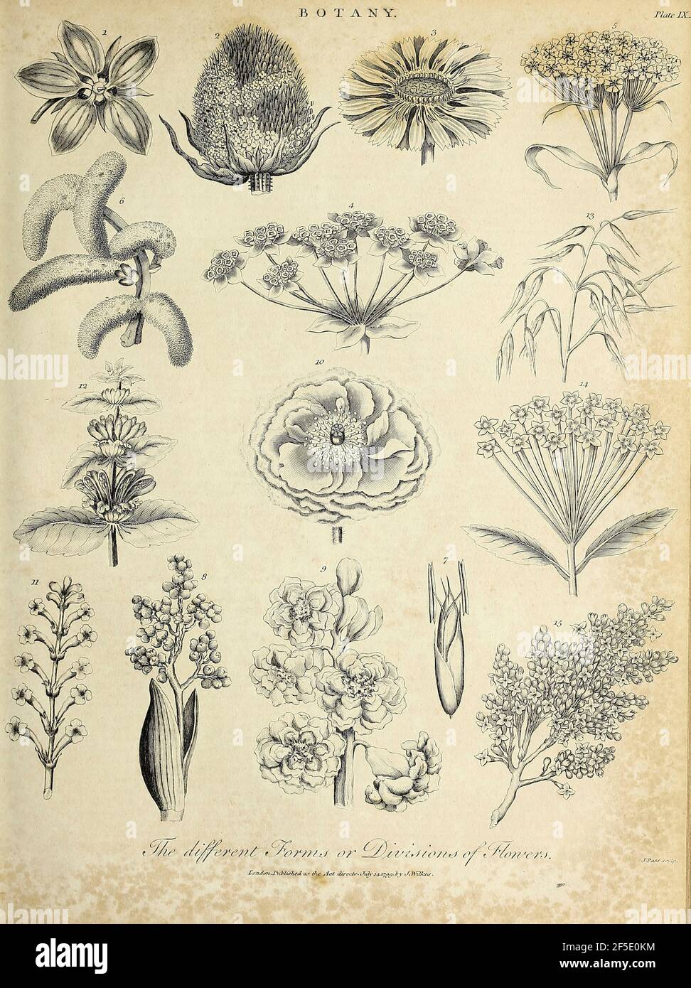 Division of Flowers Copperplate gravure de l'Encyclopedia Londinensis or, Dictionnaire universel des arts, des sciences et de la littérature; Volume III; édité par Wilkes, Jean. Publié à Londres en 1810 Banque D'Images