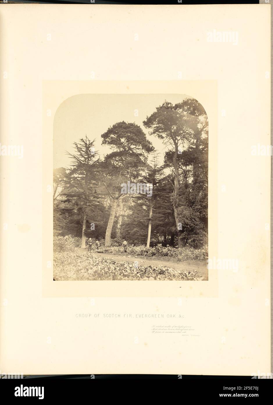 Groupe de Scotch Fir, Evergreen Oak, etc. Banque D'Images