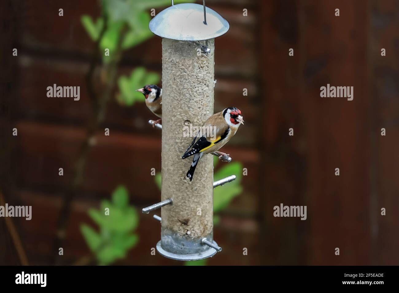Des orfèvrins européens (Carduelis carduelis) sur un alimenteur de graines de tournesol à l'épreuve des écureuils dans un jardin. Souvent vu par paires; Henley-on-Thames, Oxfordshire, Royaume-Uni Banque D'Images