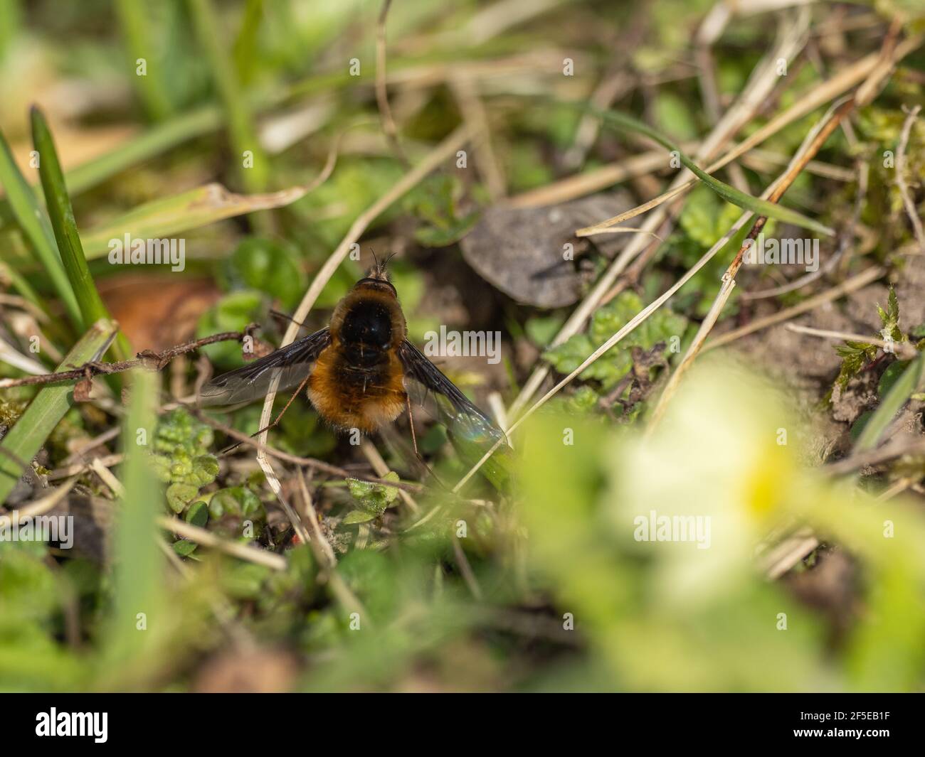 Mouche d'abeille sur une primrose commune au printemps Banque D'Images