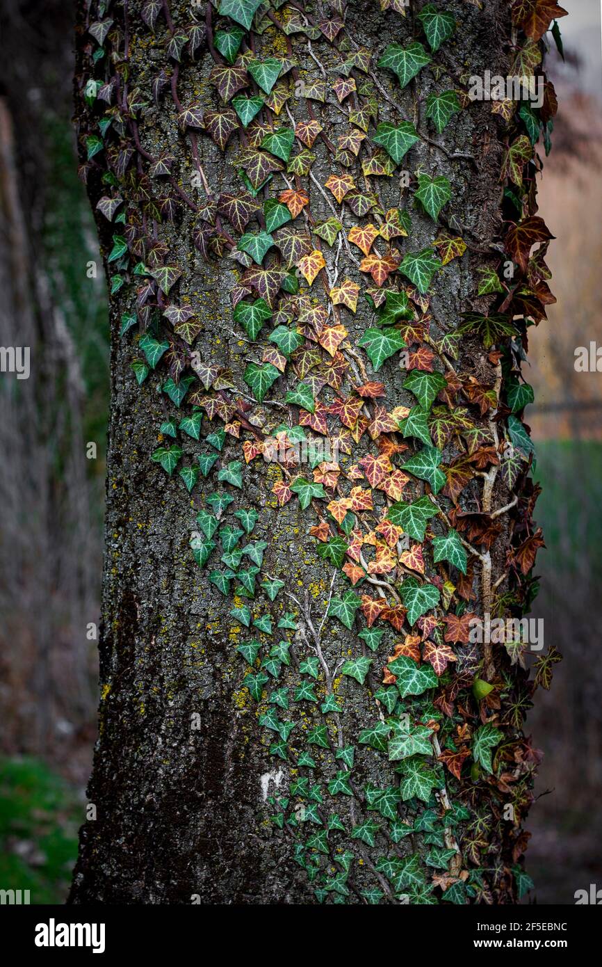 Ivy (Hedera Helix) sur l'écorce des arbres, Italie, Europe. Banque D'Images