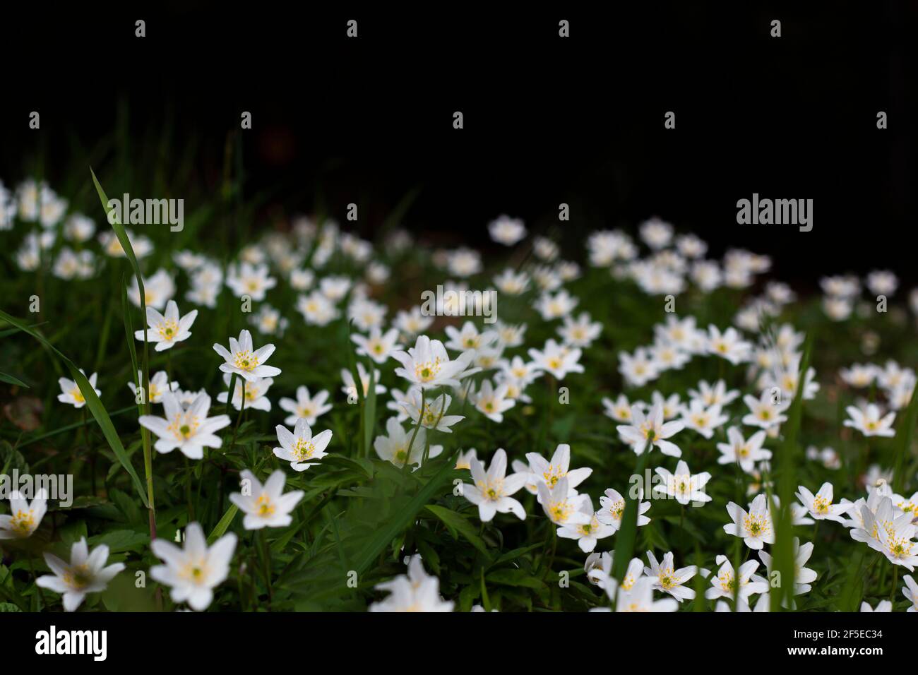 Gros plan d'une fleur d'anémone en bois blanc (Anemonoides nemorosa). Fleurs de la forêt au début du printemps. Banque D'Images