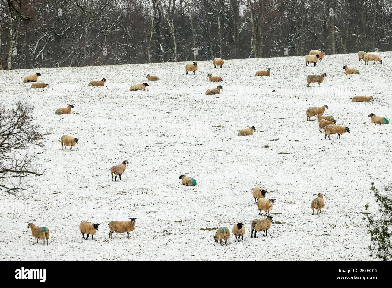 Moutons (Suffolk breed) dans le champ pendant la neige à la ferme Westwood Manor dans les Chilterns près de Swyncombe; ferme Westwood Manor, Nettlebed, Oxfordshire, Royaume-Uni Banque D'Images