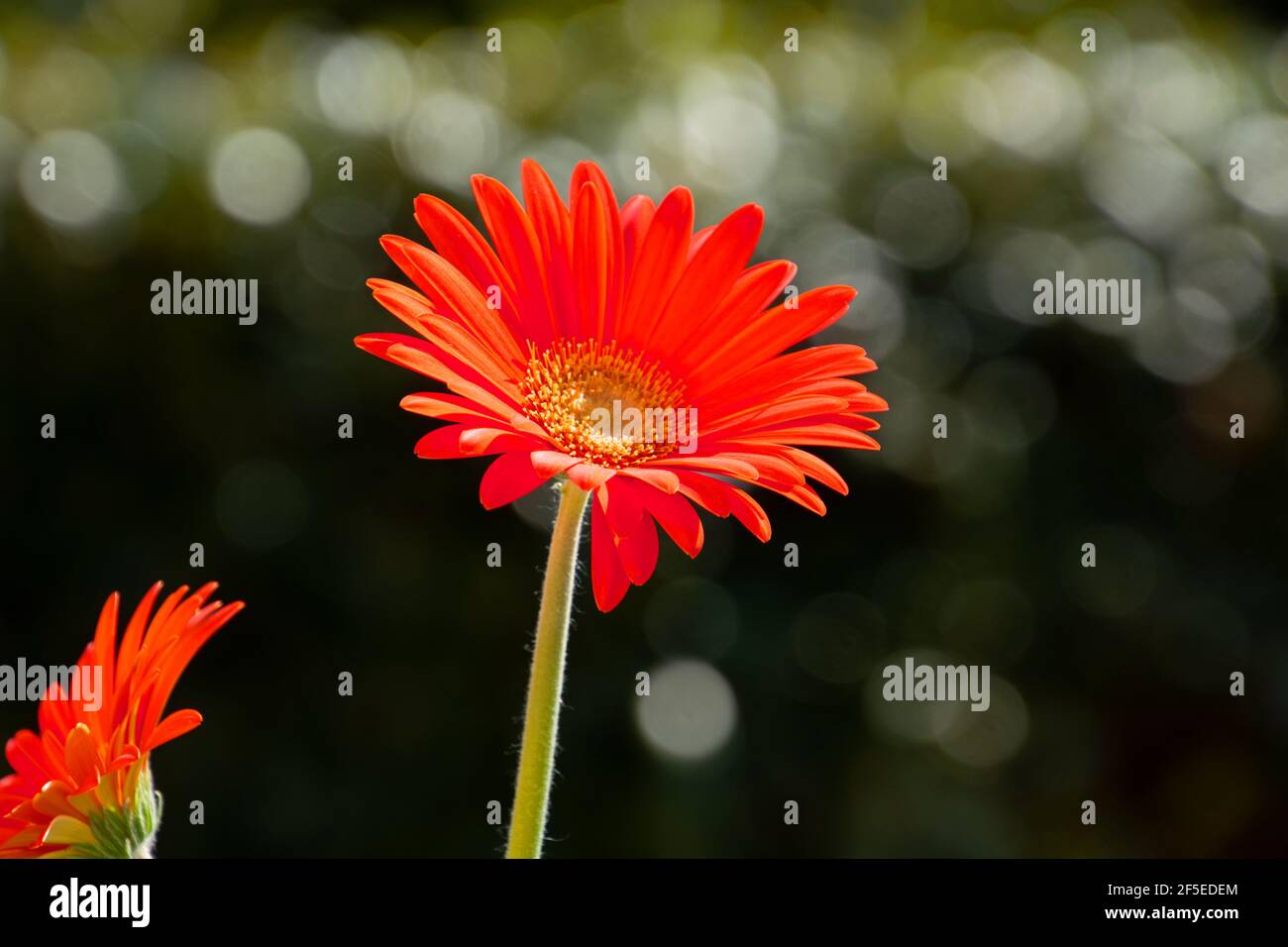 Gros plan macro d'une fleur de pâquerette orange devant arrière-plan bokeh Banque D'Images