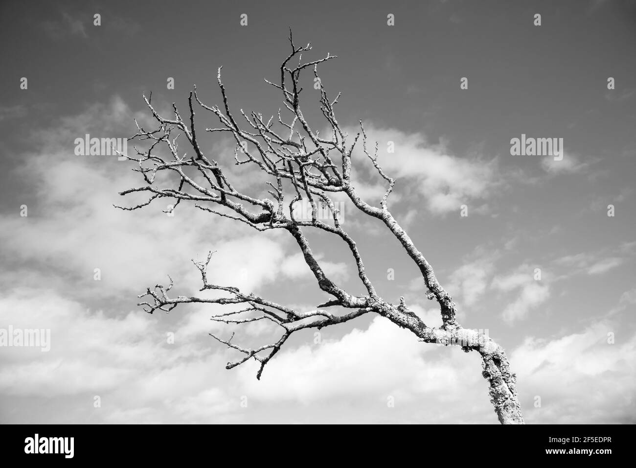 Cape point - Cape Town, Afrique du Sud - 18-03-2021 vue créative en noir et blanc de la branche haute et audacieuse qui pousse sur Cape point. Banque D'Images