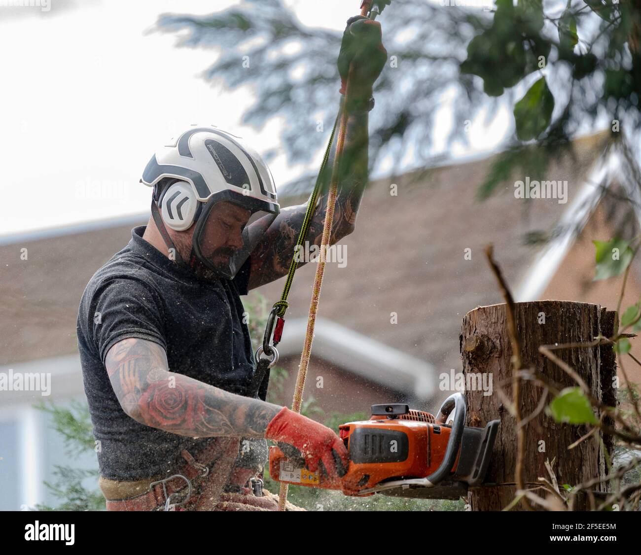 Un chirurgien d'arbre au travail coupe et coupe des arbres dans un jardin arrière urbain. Banque D'Images