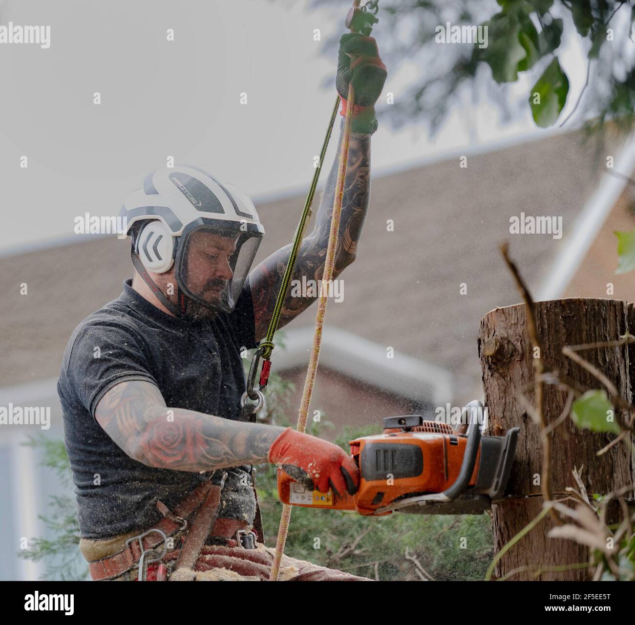 Un chirurgien d'arbre au travail coupe et coupe des arbres dans un jardin arrière urbain. Banque D'Images
