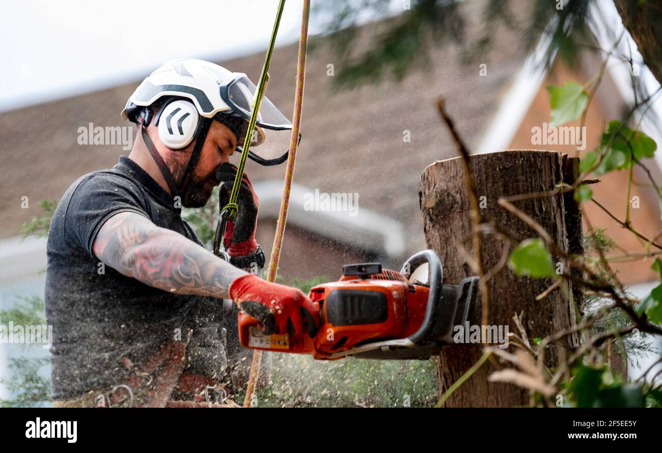 Un chirurgien d'arbre au travail coupe et coupe des arbres dans un jardin arrière urbain. Banque D'Images