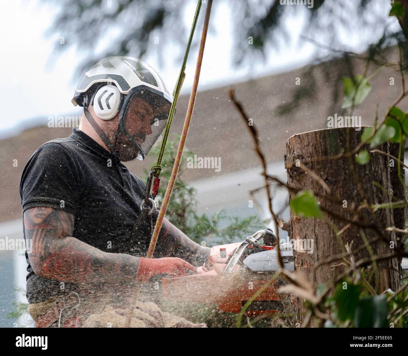 Un chirurgien d'arbre au travail coupe et coupe des arbres dans un jardin arrière urbain. Banque D'Images