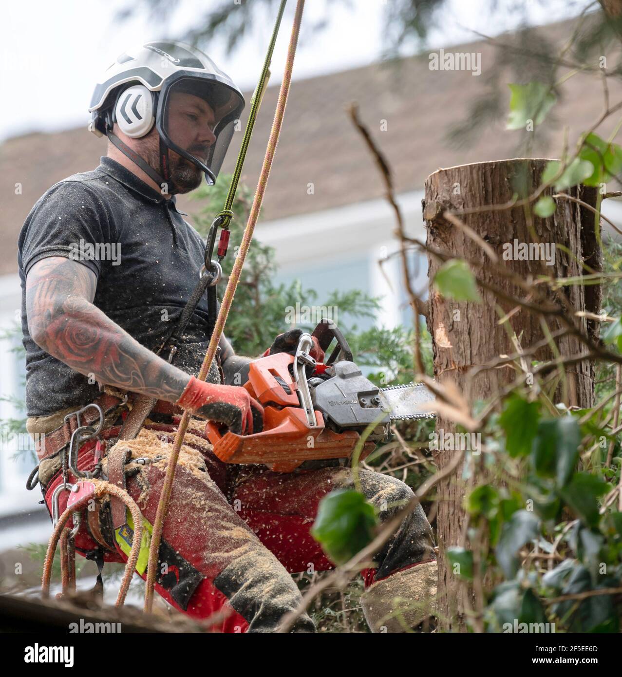 Un chirurgien d'arbre au travail coupe et coupe des arbres dans un jardin arrière urbain. Banque D'Images