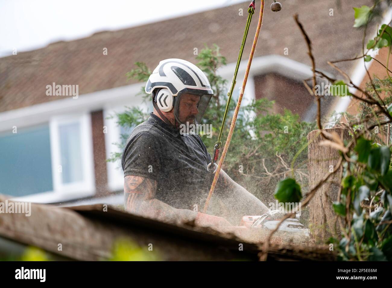 Un chirurgien d'arbre au travail coupe et coupe des arbres dans un jardin arrière urbain. Banque D'Images