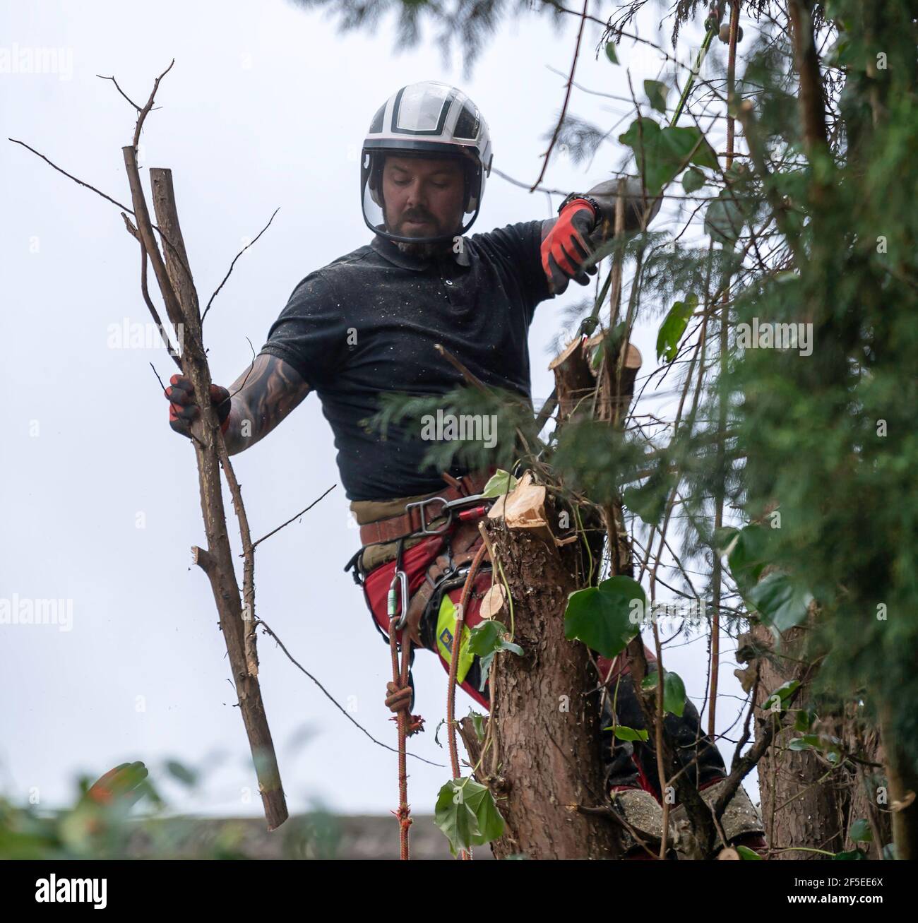Un chirurgien d'arbre au travail coupe et coupe des arbres dans un jardin arrière urbain. Banque D'Images