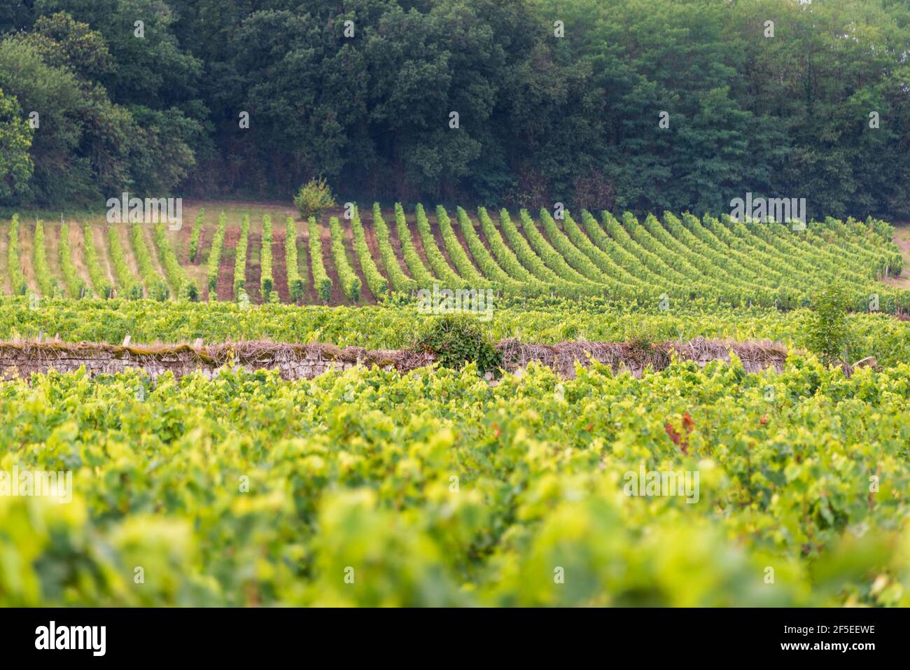 Rangées de vignes dans un vignoble de Saumur, vallée de la Loire, France Banque D'Images