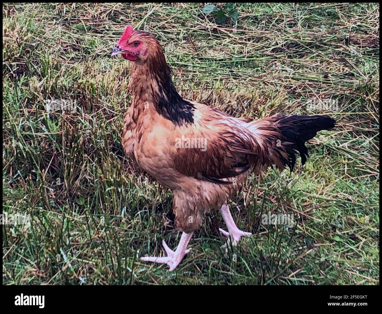 Free Range Chicken Banque D'Images