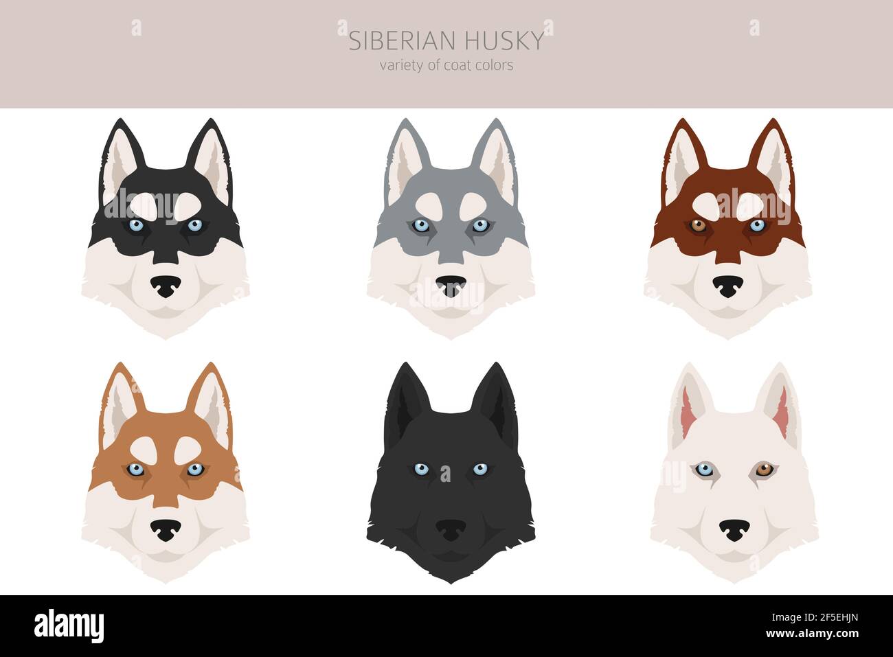 Poses Husky sibérien, ensemble de couleurs de pelage. Illustration vectorielle Illustration de Vecteur