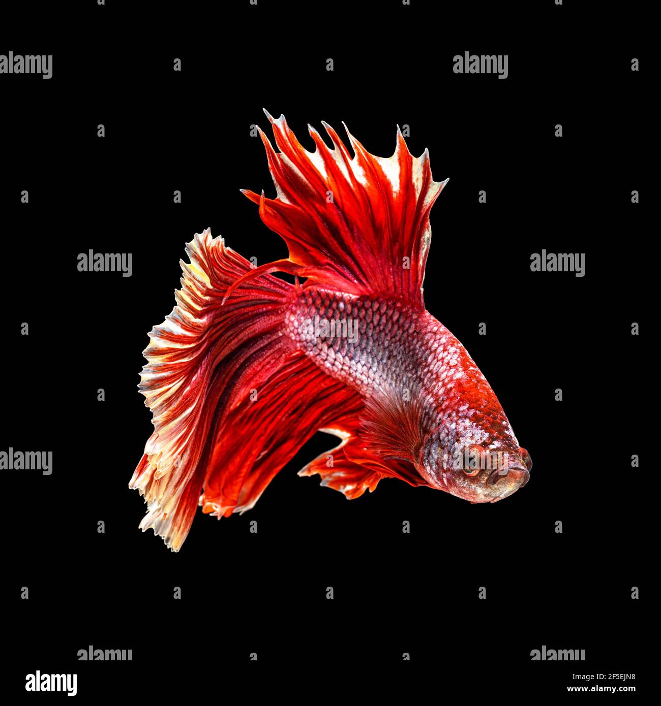 Poisson combattant du Siam, Betta splendens - Fond d'écran et images  gratuites