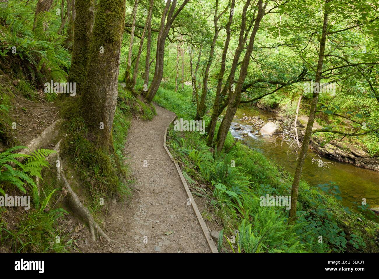 Un sentier le long de la rivière Neath dans la forêt dans le parc national de Bannau Brycheiniog (Brecon Beacons), Powys, pays de Galles. Banque D'Images