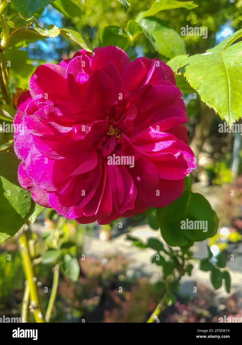 Belle fleur rose rouge Bengale dans la serre de gros plan Rosa chinensis plantes fond Banque D'Images