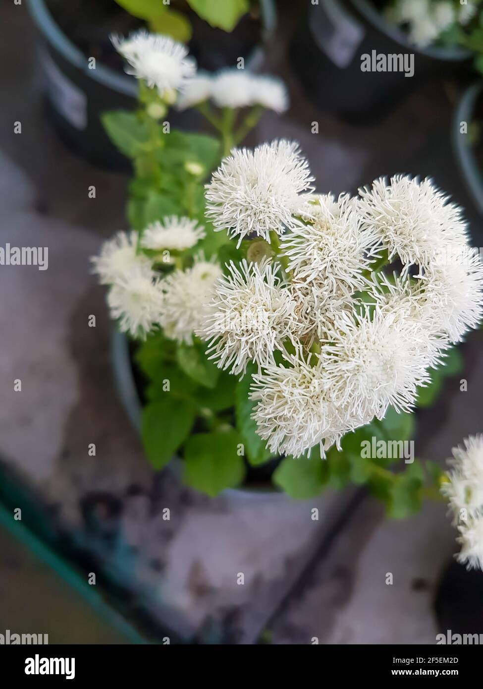 Belle fleur d'Ageratum dans la serre en gros plan de plante blanchie à la chaux Banque D'Images