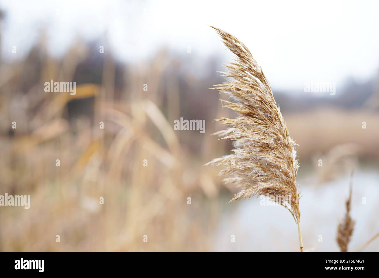 Résumé fond naturel des plantes douces Cortaderia selloana, l'herbe de pampas se déplaçant dans le vent. Scène claire et lumineuse de plantes semblables à la plume d Banque D'Images