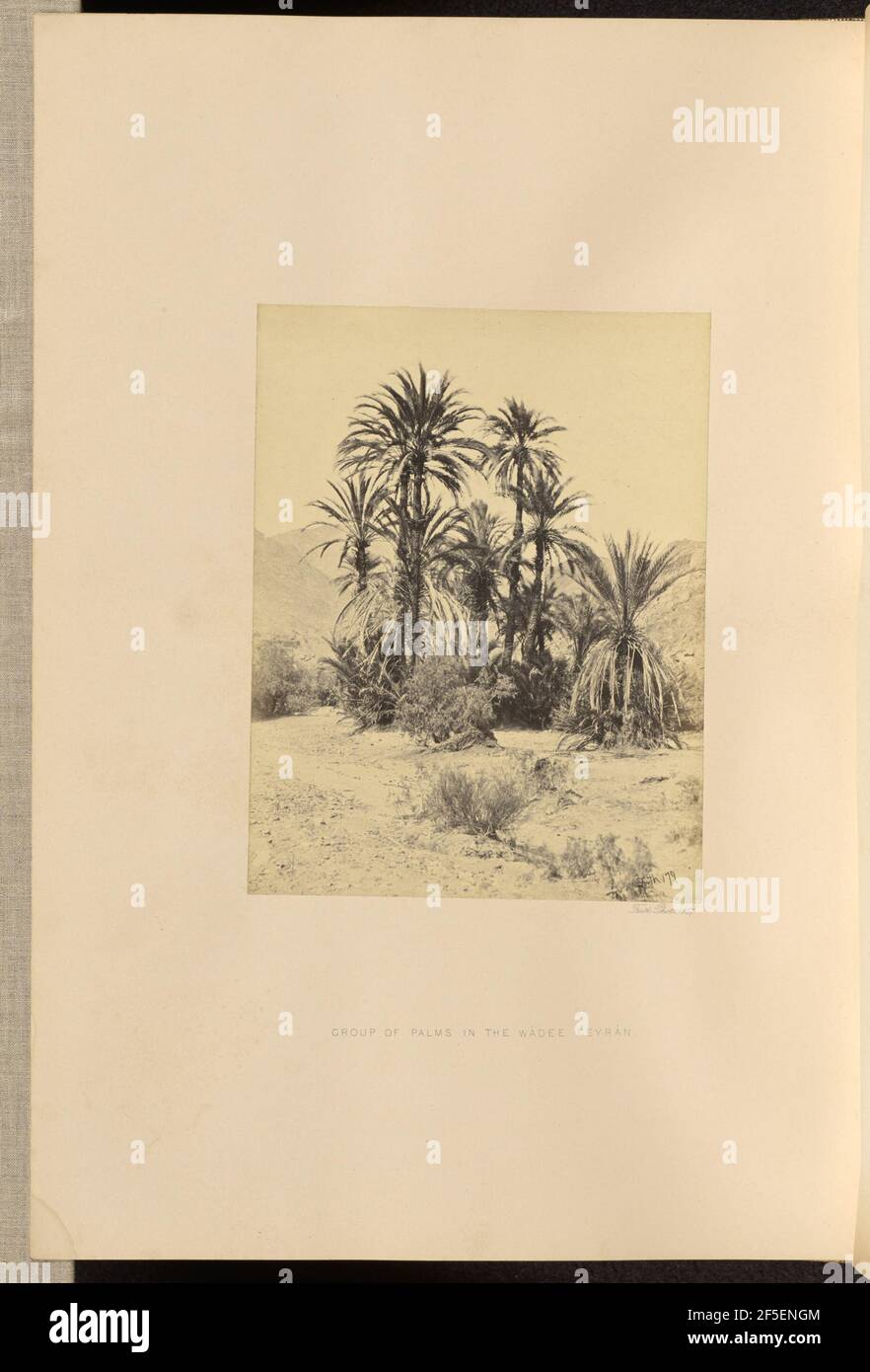 Groupe de palmiers dans le Wadee Feyran. Francis Frith (anglais, 1822 - 1898) Banque D'Images