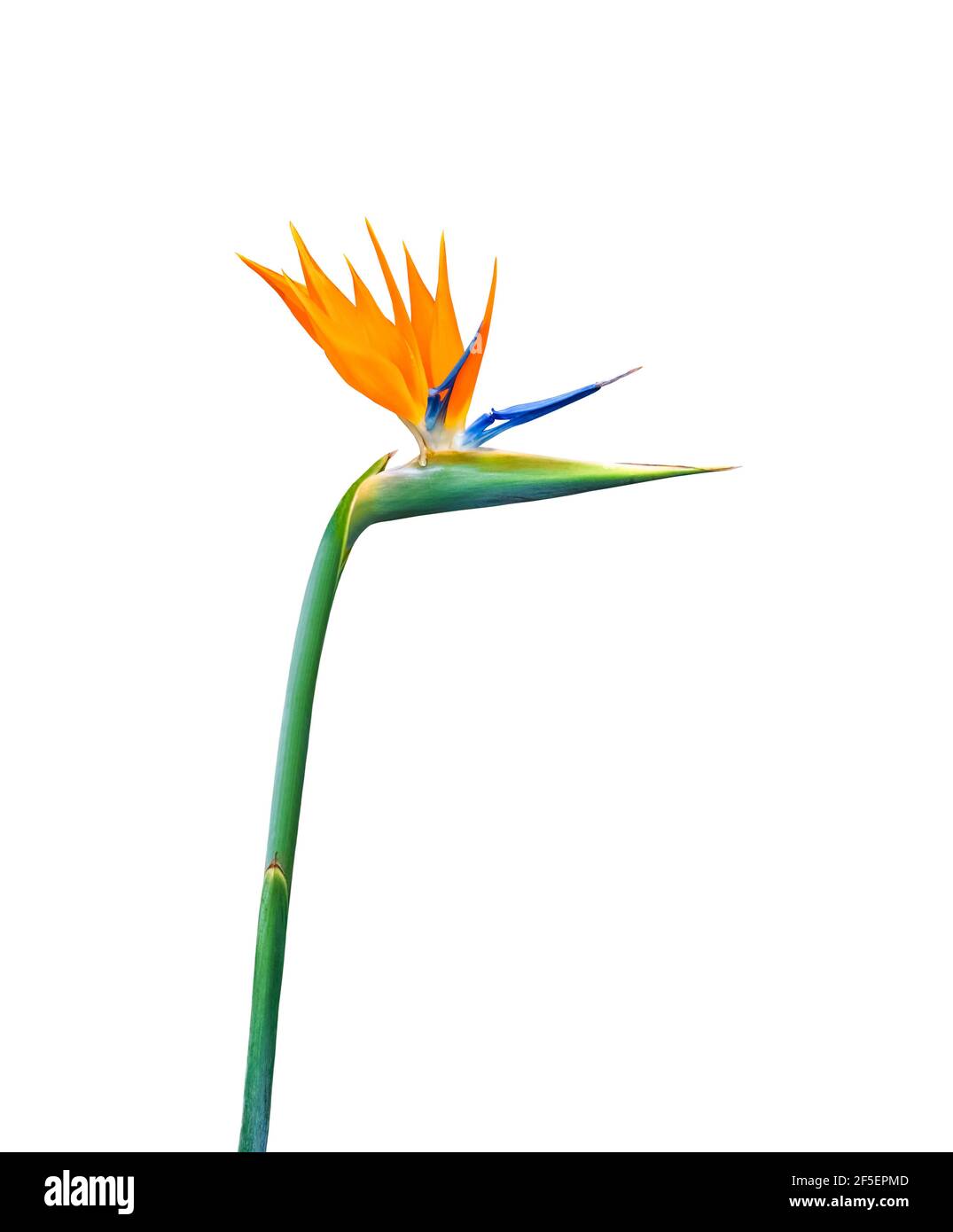 longue tige colorée oiseau de paradis découpe de fleur isolée sur un arrière-plan blanc Banque D'Images