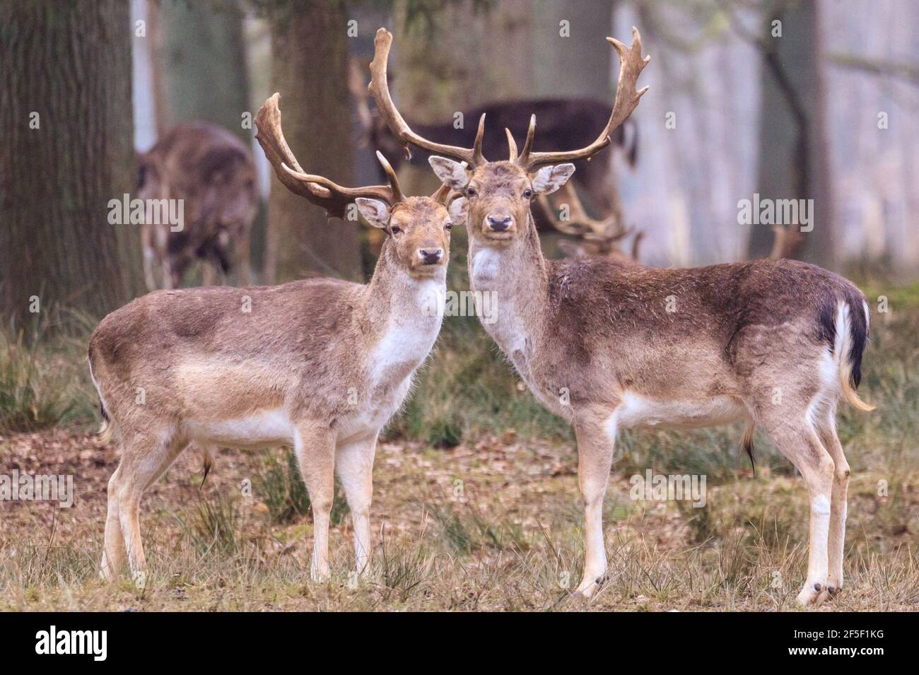 Deux mâles de cerf de Virginie (mâle, dama dama) dans les bois. Banque D'Images