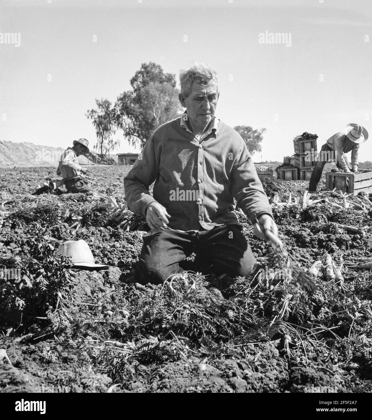 Un travailleur de terrain migrateur tire des carottes. Imperial Valley, Californie. 1939. Photo de Dorothea Lange. Banque D'Images