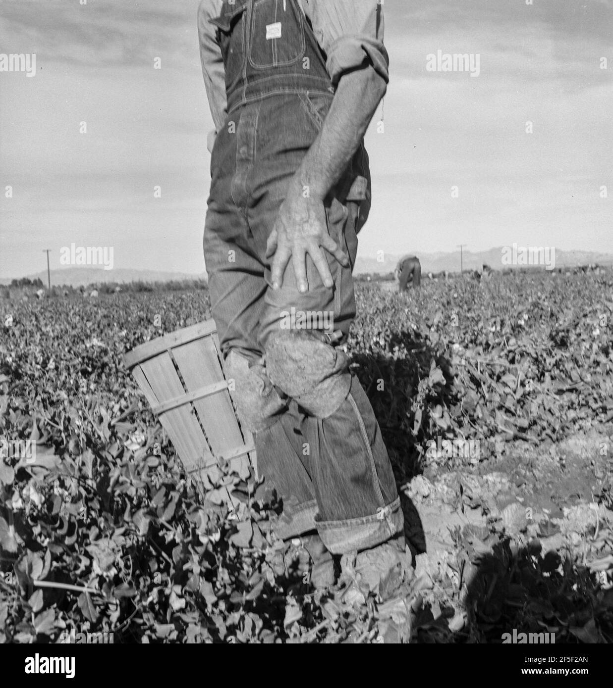 Un travailleur de terrain migrateur tire des carottes. Imperial Valley, Californie. 1939. Photo de Dorothea Lange. Banque D'Images