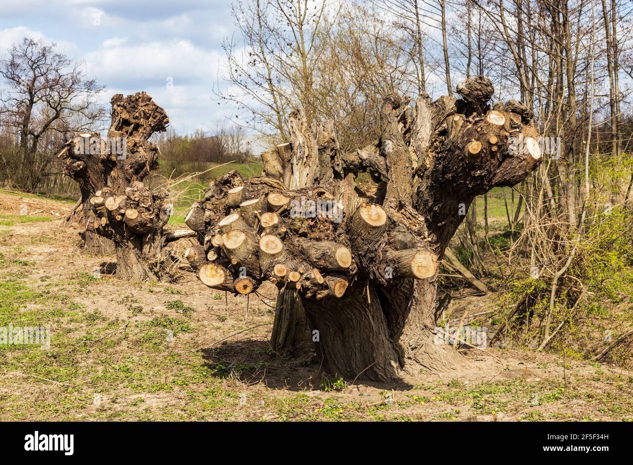 Des saules ont été pollées dans les plaines inondables de Rheinaue Friemersheim, Duisburg, Allemagne Banque D'Images