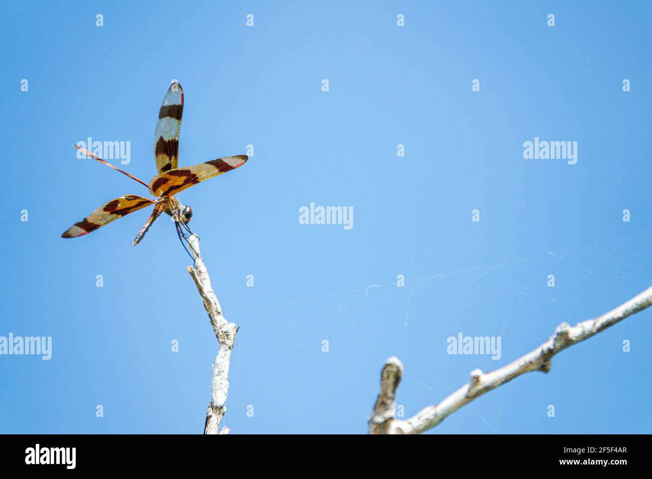 Florida Miami Tamiami Trail Everglades National Park Shark Valley tropical Milieu humide habitat écosystème libellule insecte Halloween pennant ce Banque D'Images