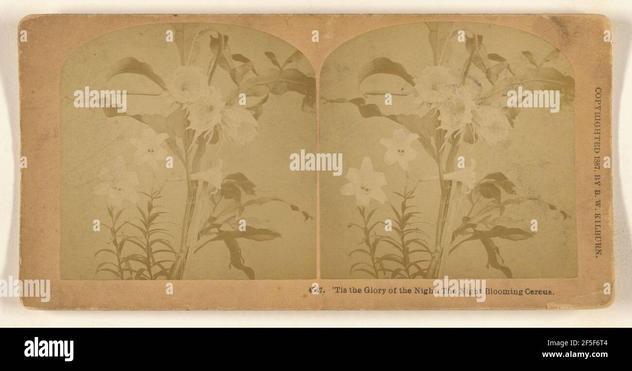 'TIS la gloire de la nuit, la nuit Blooming Cereus.. Benjamin West Kilburn (américain, 1827 - 1909) Banque D'Images