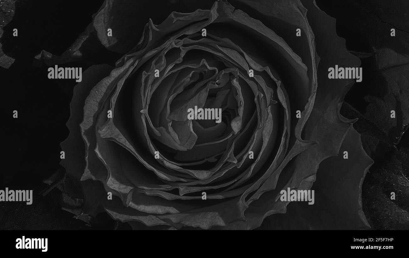 Une belle rose fleurs en plein air Roses dans le jardin Fermer Vers le haut de la nature Banque D'Images