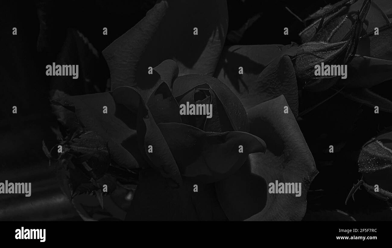 Une belle rose fleurs en plein air Roses dans le jardin Fermer Vers le haut de la nature Banque D'Images