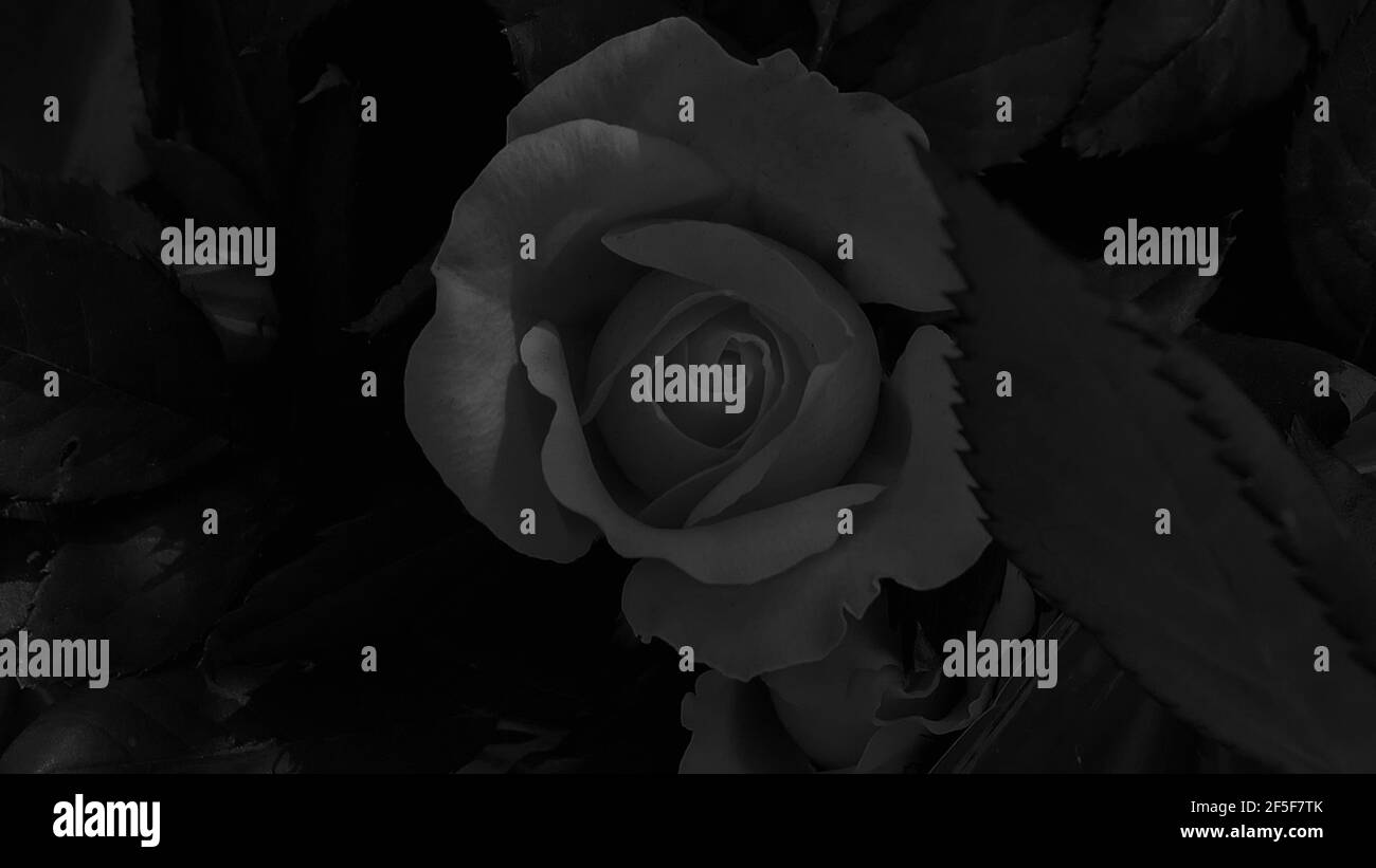 Une belle rose fleurs en plein air Roses dans le jardin Fermer Vers le haut de la nature Banque D'Images