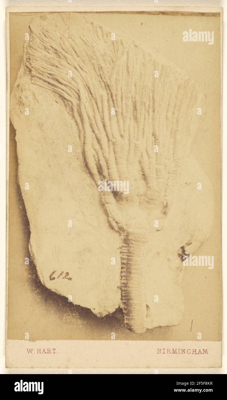 Fossile d'un crinoïde. William Hart (britannique, active Birmingham, Angleterre des années 1860) Banque D'Images
