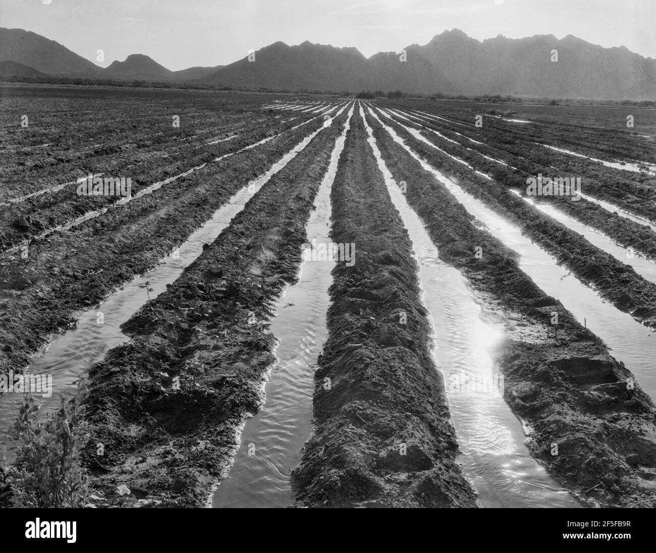 Champ irrigué de coton à soixante-dix milles de Phoenix, Arizona. Mai 1937. Photo de Dorothea Lange. Banque D'Images