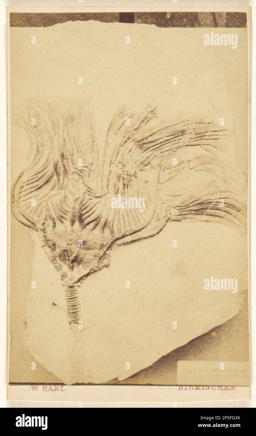 Fossile d'un crinoïde. William Hart (britannique, active Birmingham, Angleterre des années 1860) Banque D'Images
