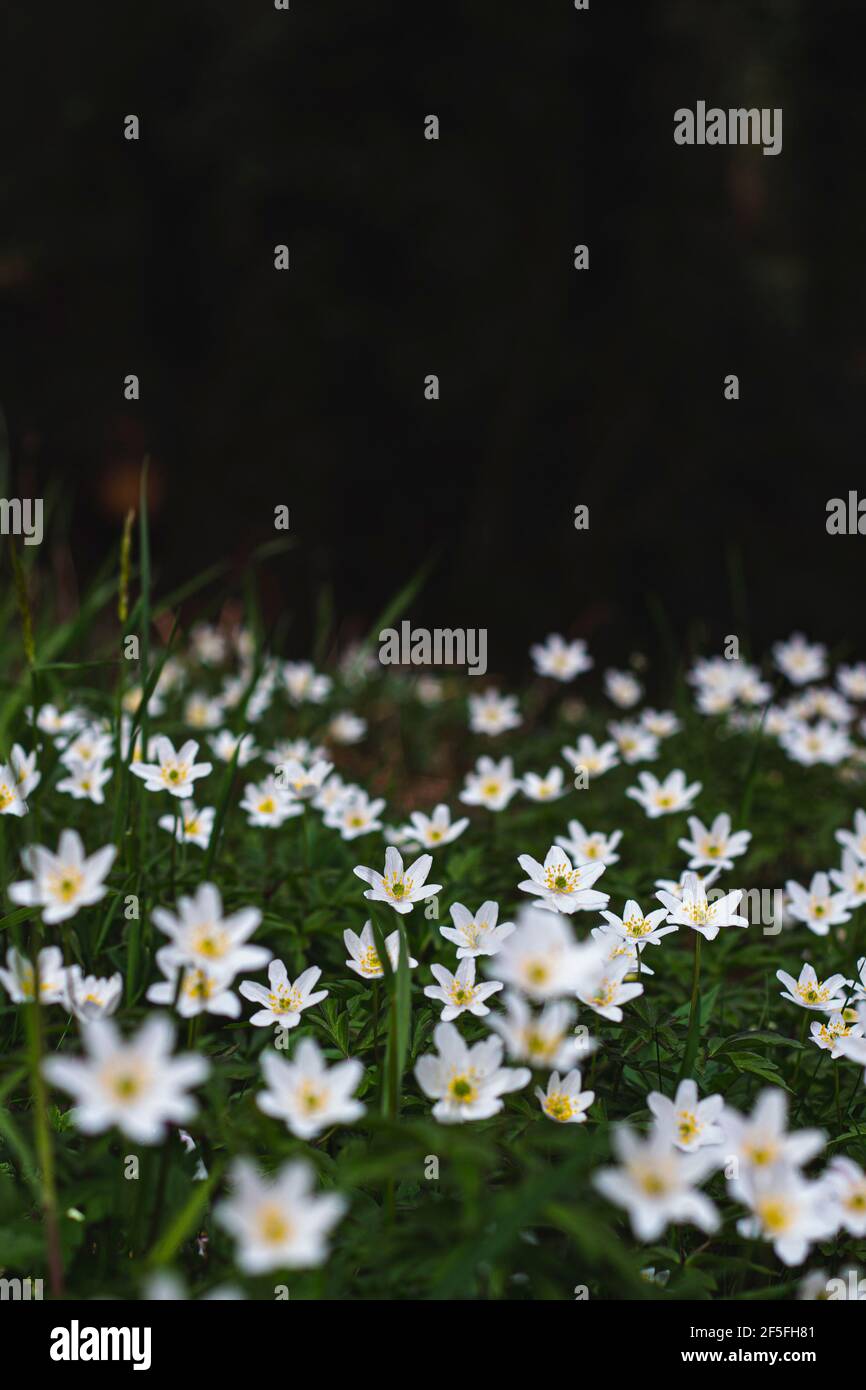 Gros plan d'une fleur d'anémone en bois blanc (Anemonoides nemorosa). Fleurs de la forêt au début du printemps. Italie- espace de copie Banque D'Images