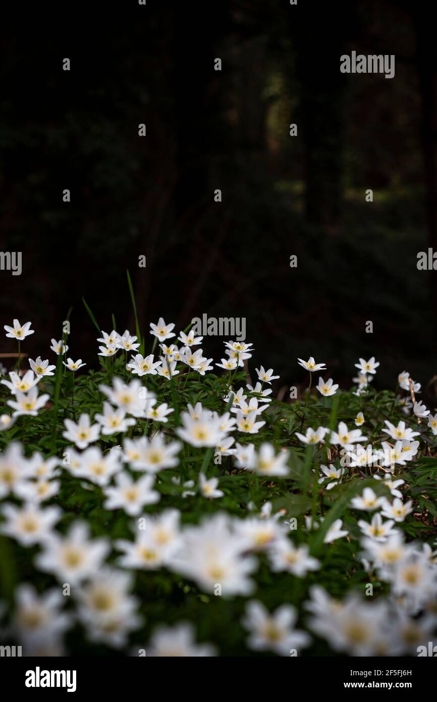 Gros plan d'une fleur d'anémone en bois blanc (Anemonoides nemorosa). Fleurs de la forêt au début du printemps. Banque D'Images