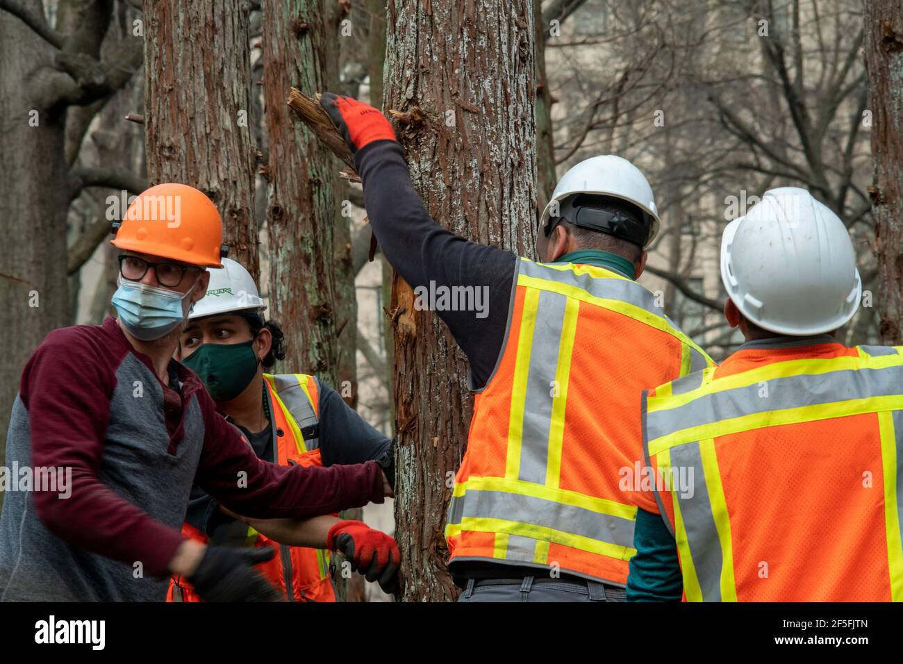 New York, États-Unis. 25 mars 2021. Les travailleurs installent la « Forêt fantôme » de Maya Lin sur la pelouse du Madison Square Park à New York le jeudi 25 mars 2021. L'installation sensible au site se compose de cèdres morts récoltés à partir de la Pine Barrens du New Jersey et contrainera avec les arbres du parc une fois qu'ils auront fini par commencer à fleurir. L'installation aborde le changement climatique et la perte d'habitat le rappelle aux téléspectateurs de prendre des mesures. L'exposition ouvre officiellement le 10 mai et sera exposée jusqu'au 14 novembre.(photo de Richard B. Levine) crédit: SIPA USA/Alay Live News Banque D'Images