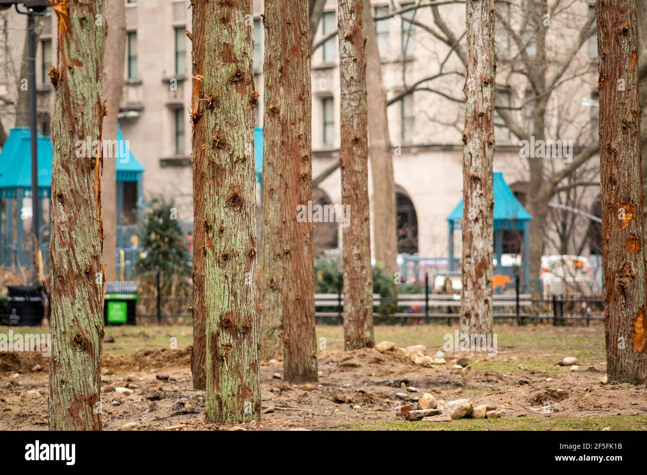 New York, États-Unis. 25 mars 2021. Les travailleurs installent « Ghost Forest » de Maya Lin sur la pelouse du Madison Square Park à New York le jeudi 25 mars 2021. L'installation sensible au site se compose de cèdres morts récoltés à partir de la Pine Barrens du New Jersey et contrainera avec les arbres du parc une fois qu'ils auront fini par commencer à fleurir. L'installation aborde le changement climatique et la perte d'habitat le rappelle aux téléspectateurs de prendre des mesures. L'exposition ouvre officiellement le 10 mai et sera exposée jusqu'au 14 novembre.(Âphoto de Richard B. Levine) crédit: SIPA USA/Alay Live News Banque D'Images