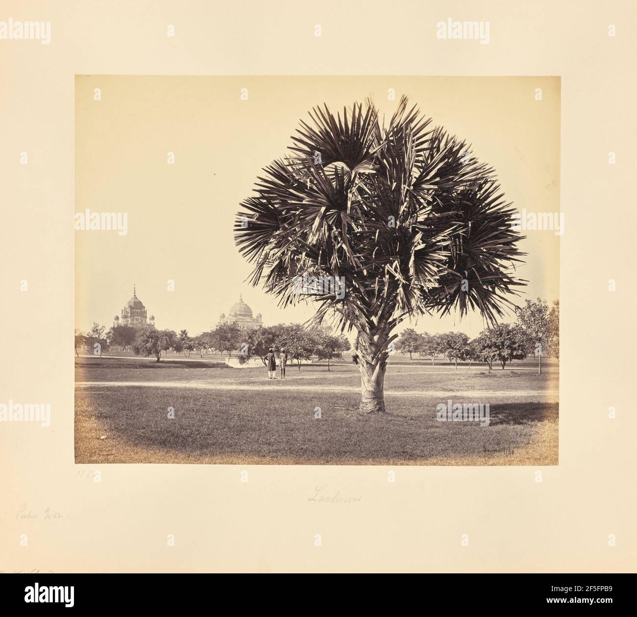 Lucknow ; étude Palm Tree. Samuel Bourne (anglais, 1834 - 1912) Banque D'Images