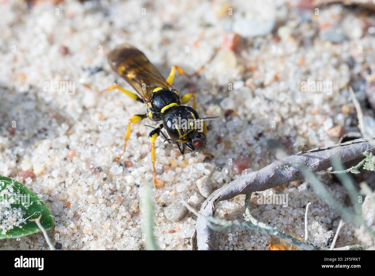 Kotwespe, mit erbeuteter Fliege, Grabwespe, Mellinus arvensis, sorbeur de champ, Grabwespen, Crabronidae Banque D'Images