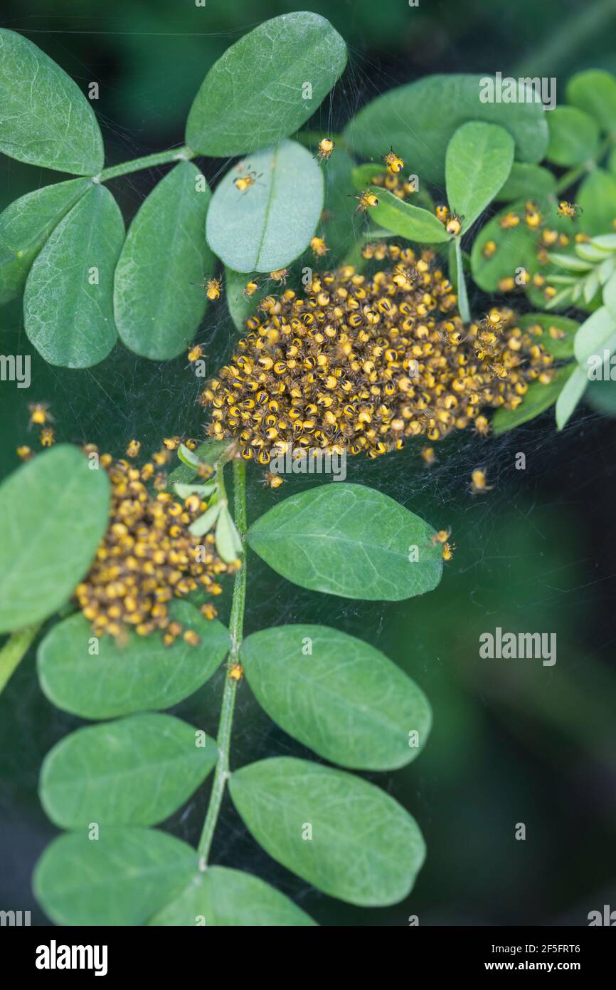 Garten-Kreuzspinne, Jungtiere im Kokon, Jungspinne, Jungspinnen, Nest, Gartenkreuzspinne, Gemeine Kreuzspinne, Kreuzspinne, Kreuzspinnen, Araneus diad Banque D'Images