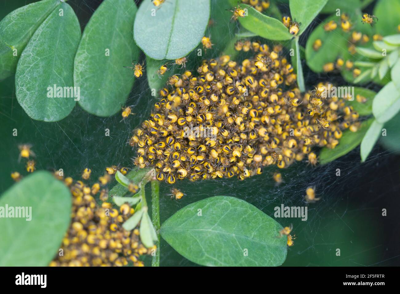 Garten-Kreuzspinne, Jungtiere im Kokon, Jungspinne, Jungspinnen, Nest, Gartenkreuzspinne, Gemeine Kreuzspinne, Kreuzspinne, Kreuzspinnen, Araneus diad Banque D'Images