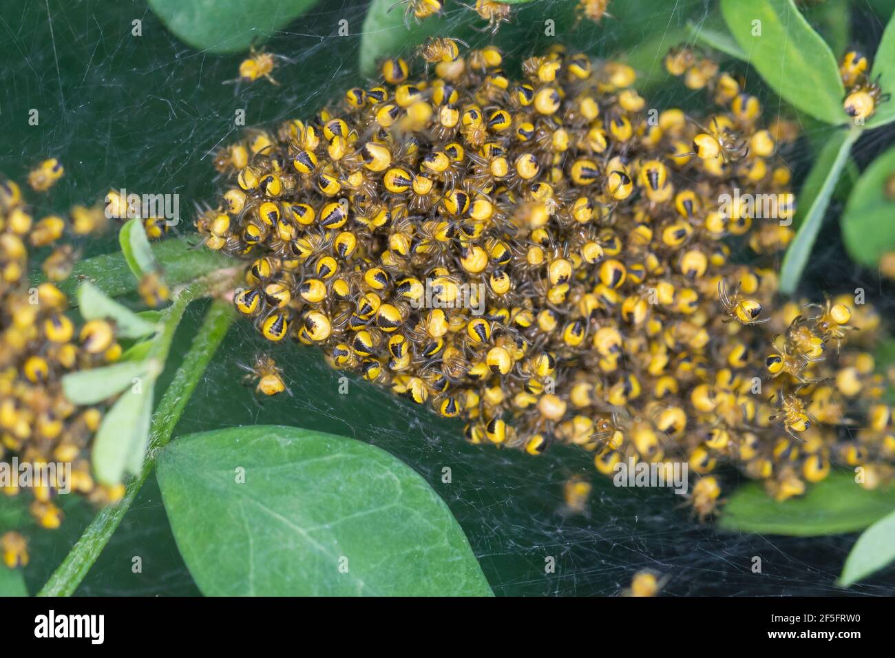 Garten-Kreuzspinne, Jungtiere im Kokon, Jungspinne, Jungspinnen, Nest, Gartenkreuzspinne, Gemeine Kreuzspinne, Kreuzspinne, Kreuzspinnen, Araneus diad Banque D'Images